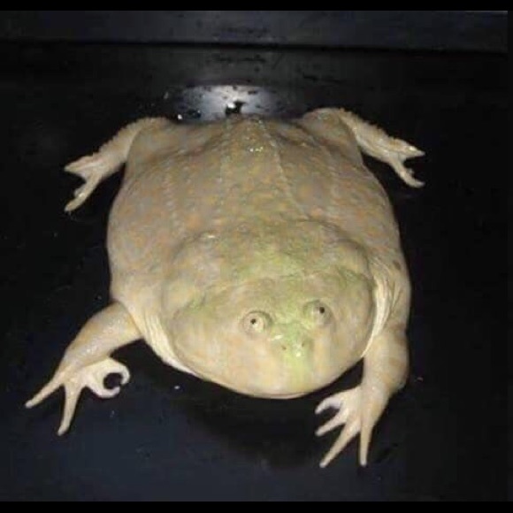 Meet your Posher, Gillian - Picture 1 of 1